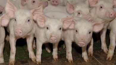 Práctica de Porcinocultura en Quindy