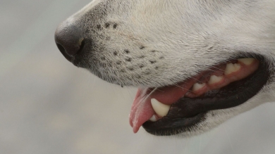 Leishmaniasis canina: Enfoque actual sobre diagnóstico y prevención