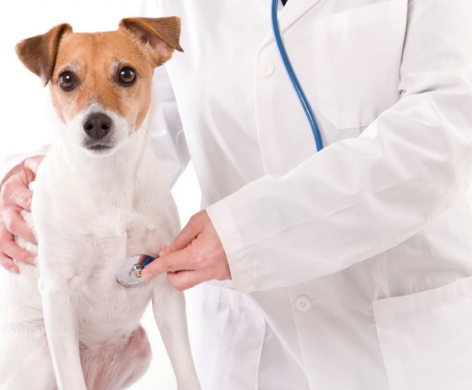 Leucemia Canina: Un enemigo silencioso que deberíamos conocer