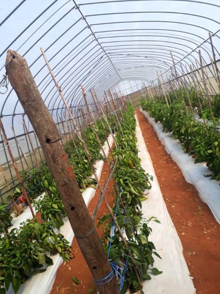 Práctica de Horticultura en Caacupé